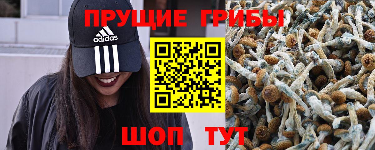 Псилоцибиновые грибы GOLDEN TEACHER Видное